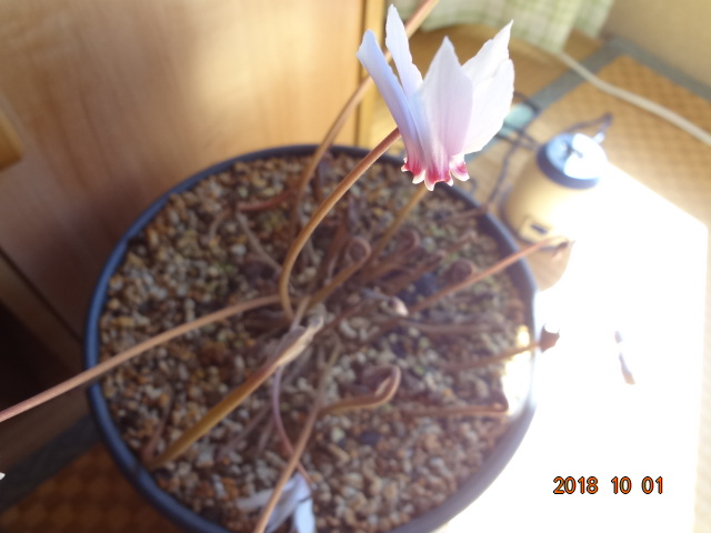 イメージ 8